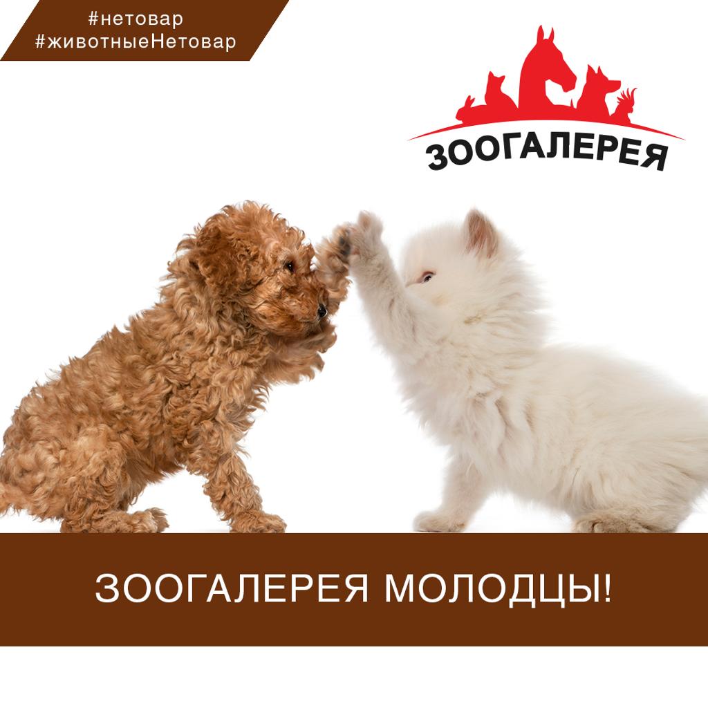 Онлайн Магазин Зоогалерея Ооо