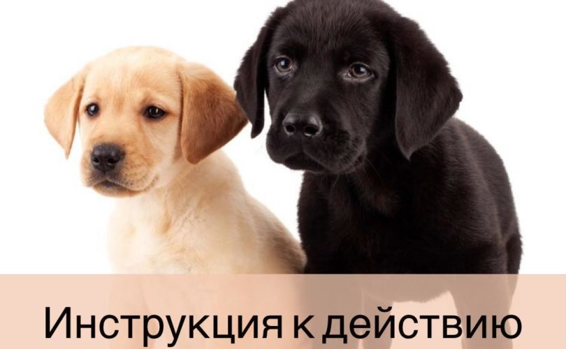 Инструкция к действию