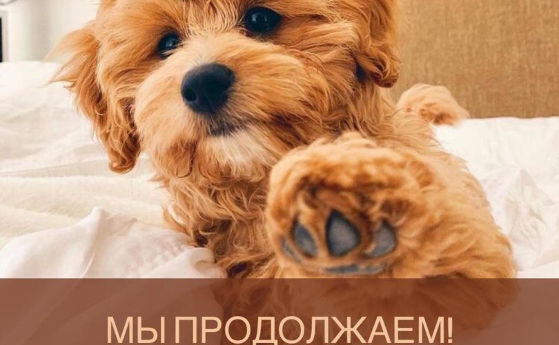Мы продолжаем!