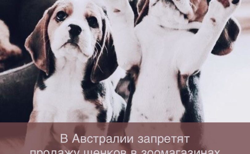 В Австралии запретят продажу щенков в зоомагазинах