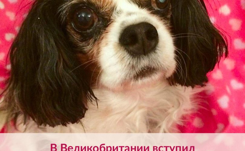 В Великобритании вступил в силу "Закон Люси"