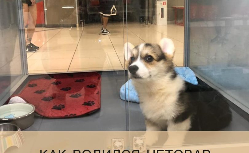Как родился Нетовар