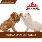 Зоогалерея молодцы!