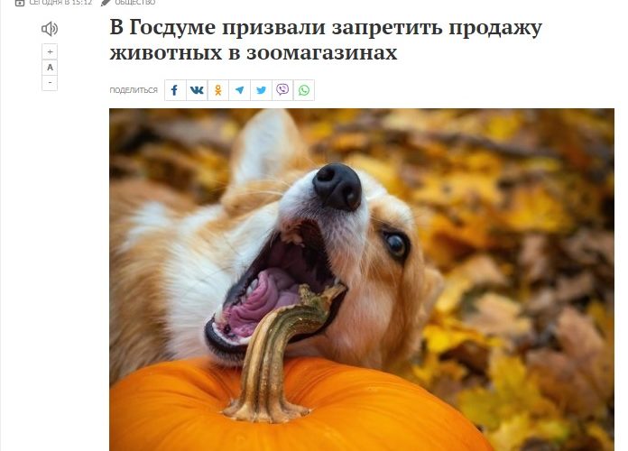 Голосование о необходимости законодательного запрета продажи кошек и собак