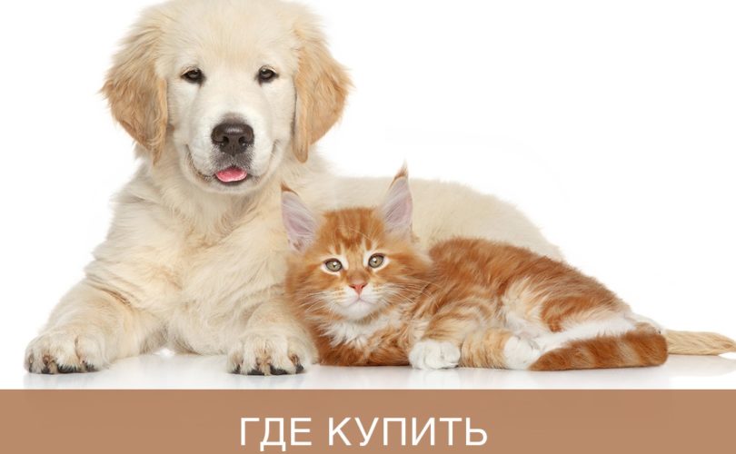 Где купить щенка или котенка?