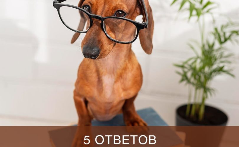 5 ответов зооживодерам