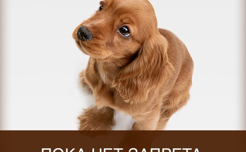 Пока нет запрета