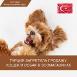 Турция запретила продажу кошек и собак в зоомагазинах