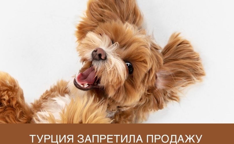 Турция запретила продажу кошек и собак в зоомагазинах