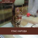 Анна @alica_bengalcat