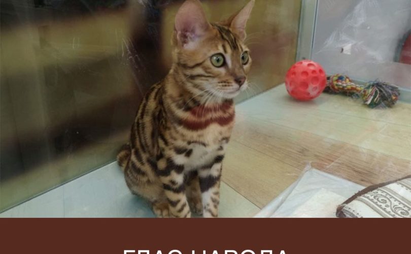 Анна @alica_bengalcat